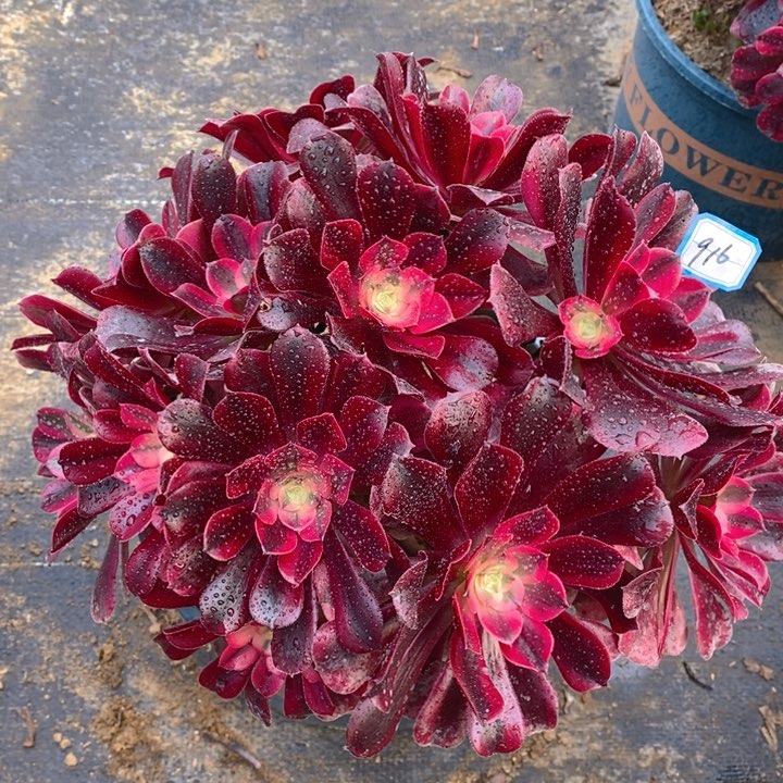 916美杜莎多肉法师