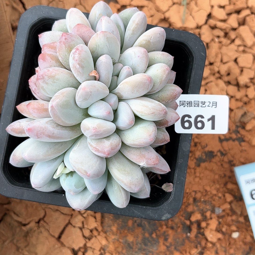 阿雅园艺。      661