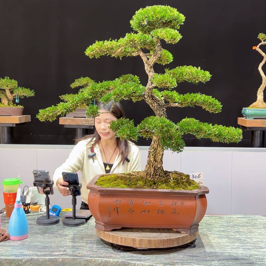 四季常青老桩黄杨盆景