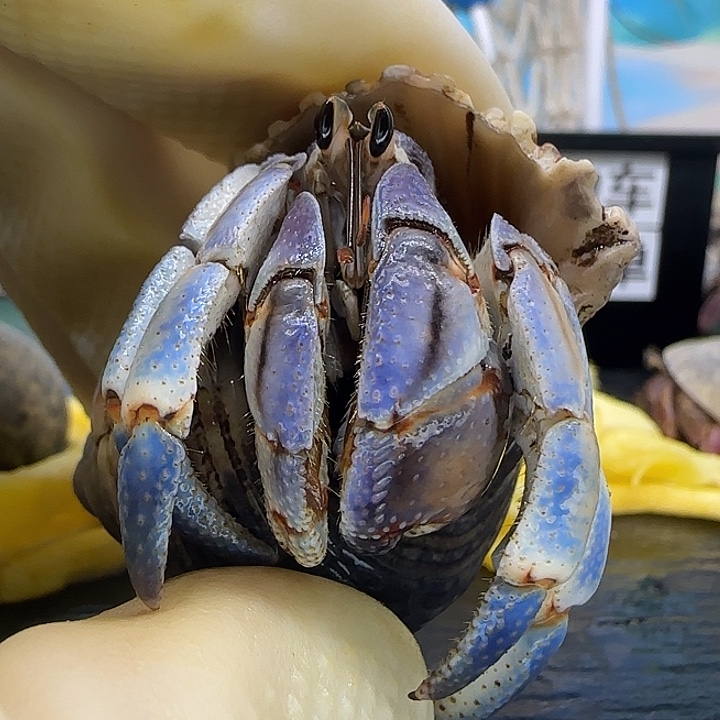 A9紫陆2.0cm口径紫陆