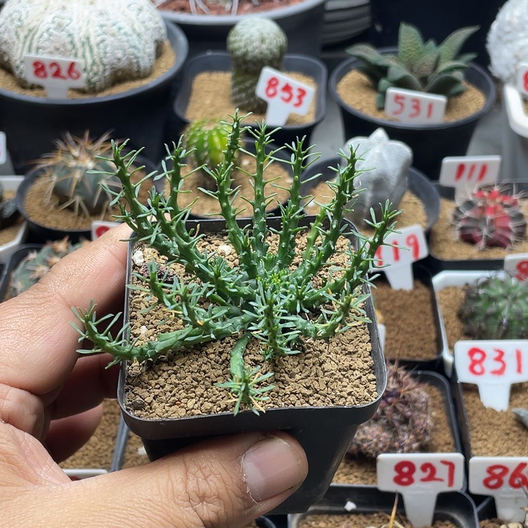 实生孔雀丸大戟  脱土包邮