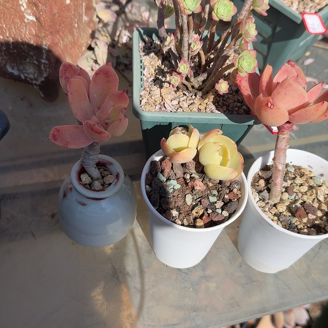 无***我薄化妆，碧桃带盆，金辉