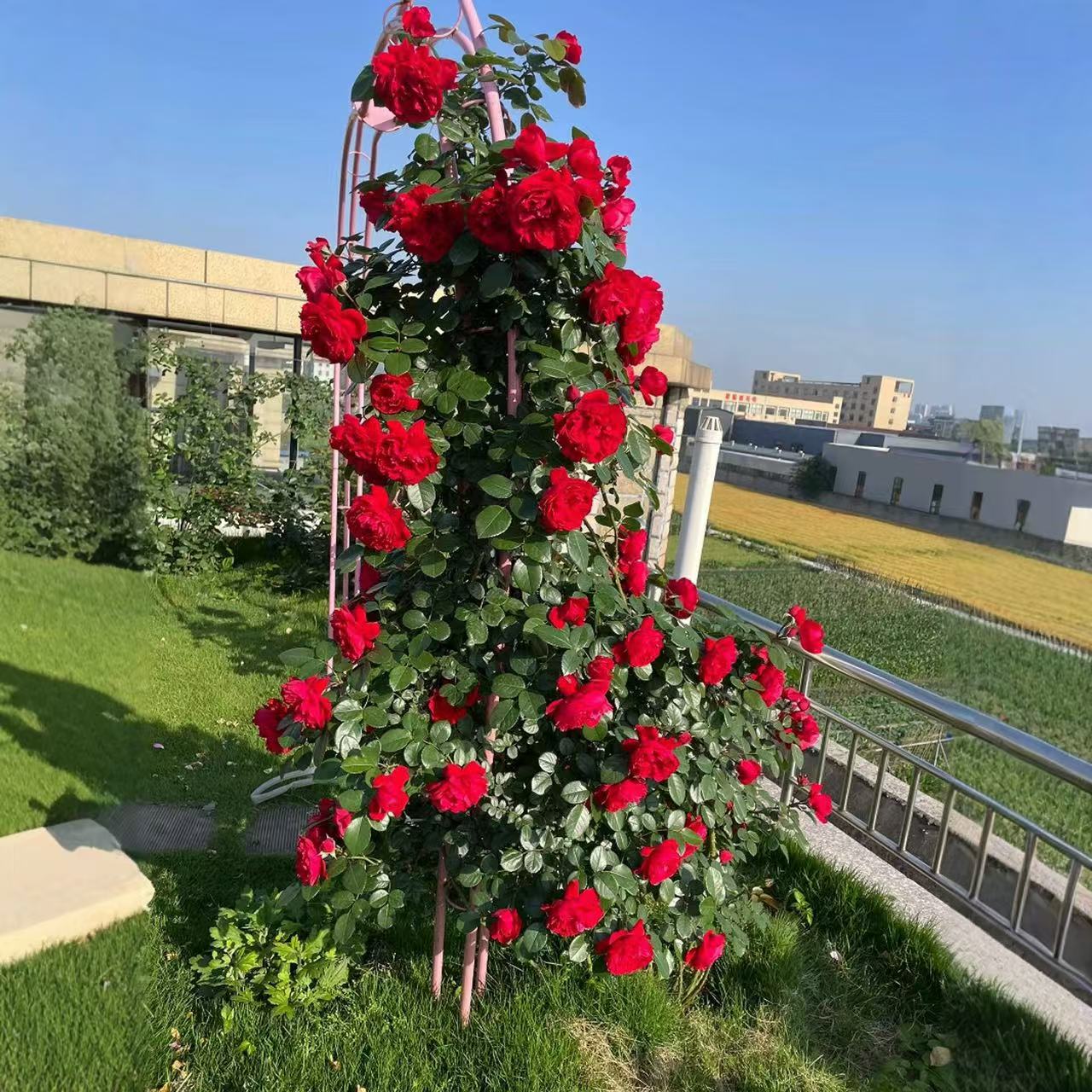 1.6米带花发清货爬藤月季四季开花佛罗伦蒂娜爬藤红色玫瑰