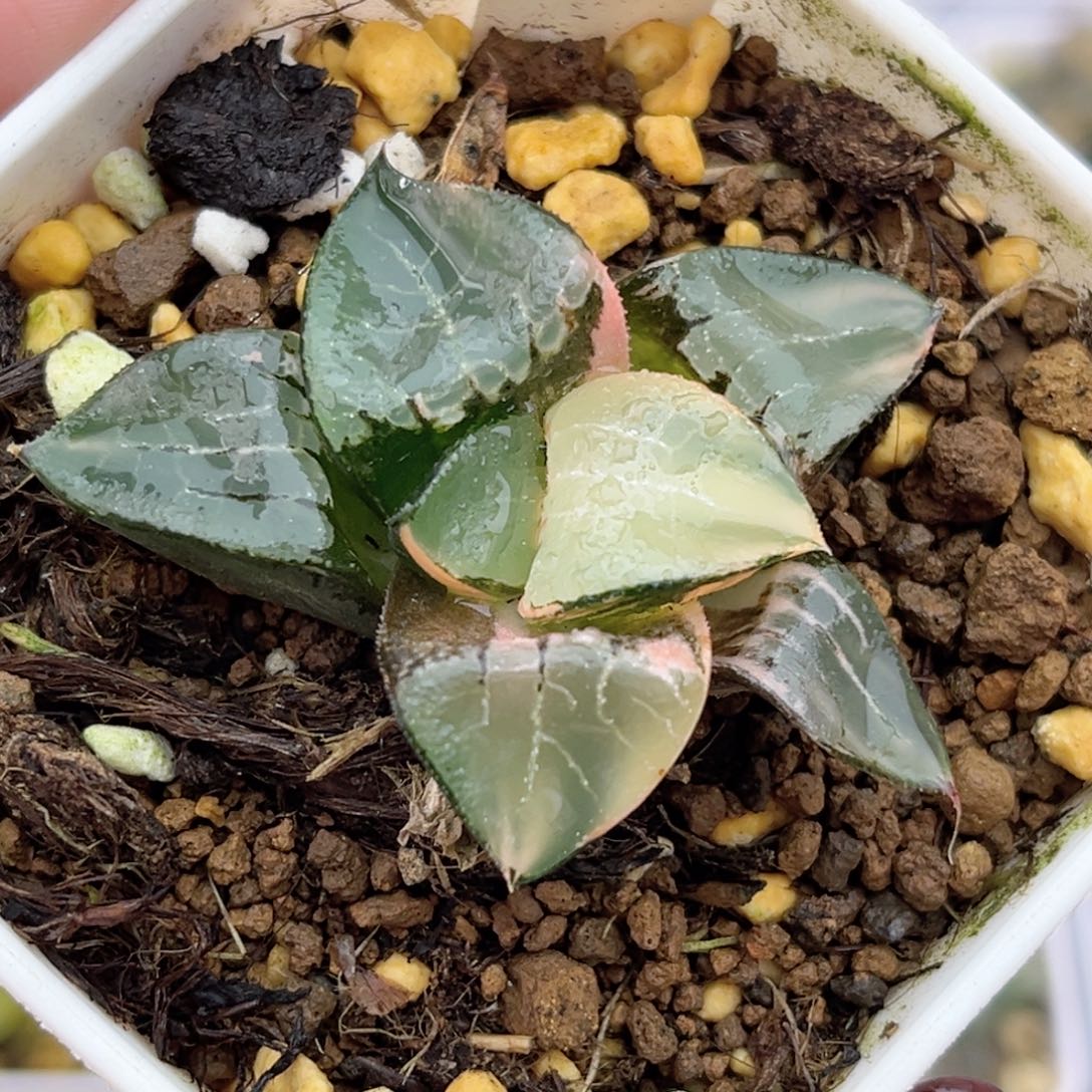 41龙禧克锦（根弱介意勿拍）福利专场