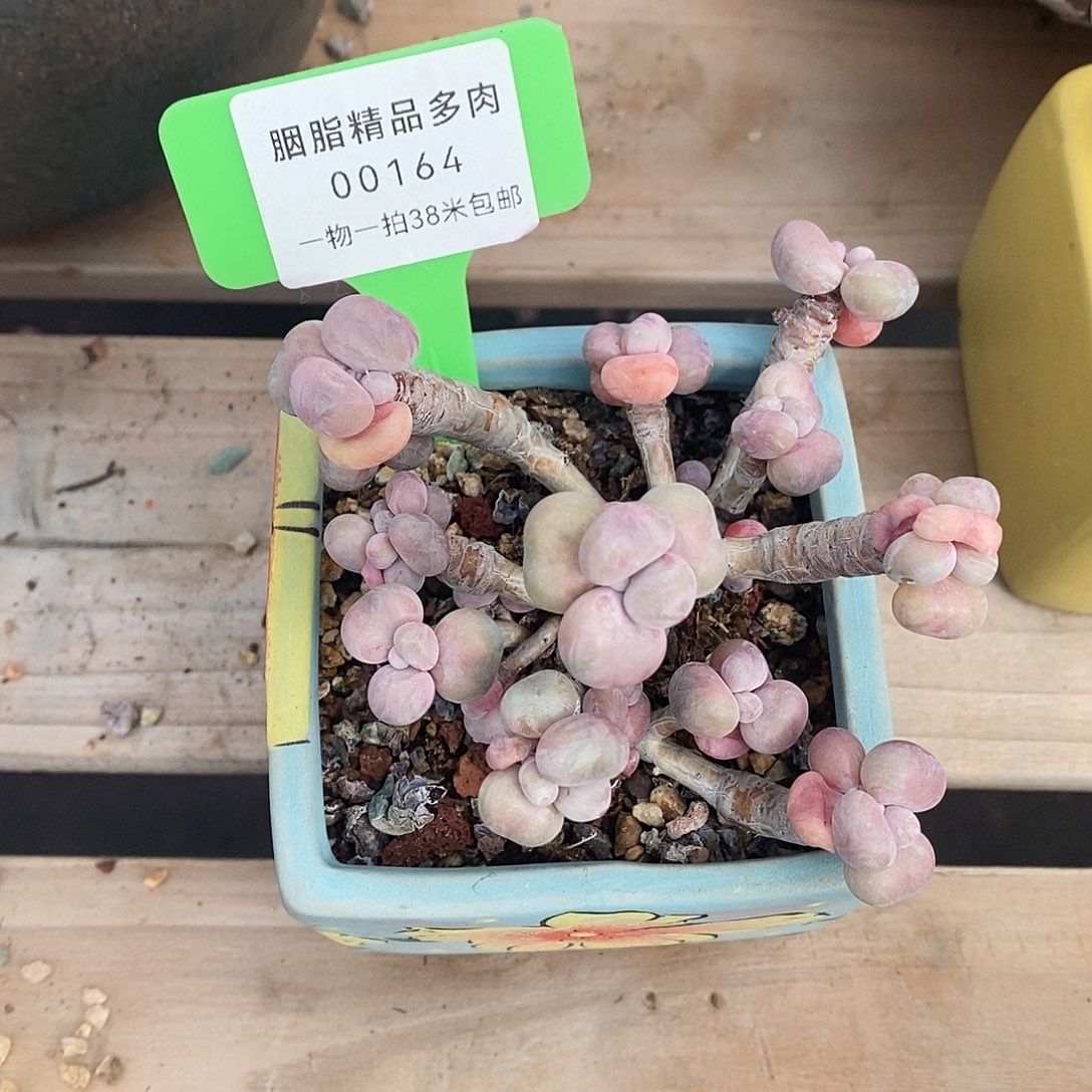 164投诉摸索魔芋童老师咯