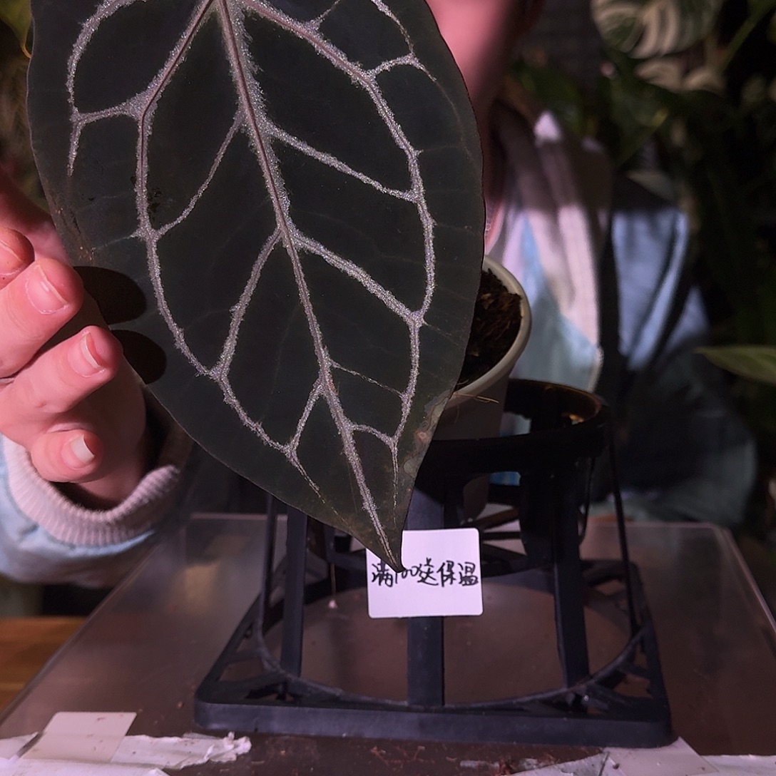 不开花植物E101神奇男孩杂银骑士