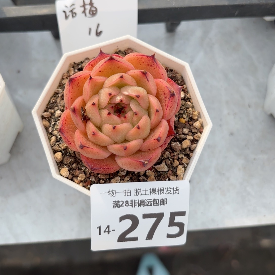 话梅单头多肉多肉
