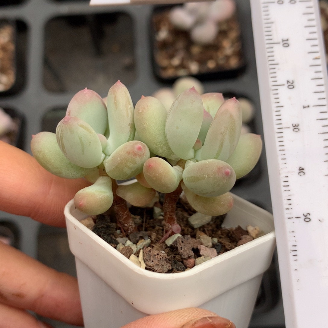 苹果奶酪锦苹果吗