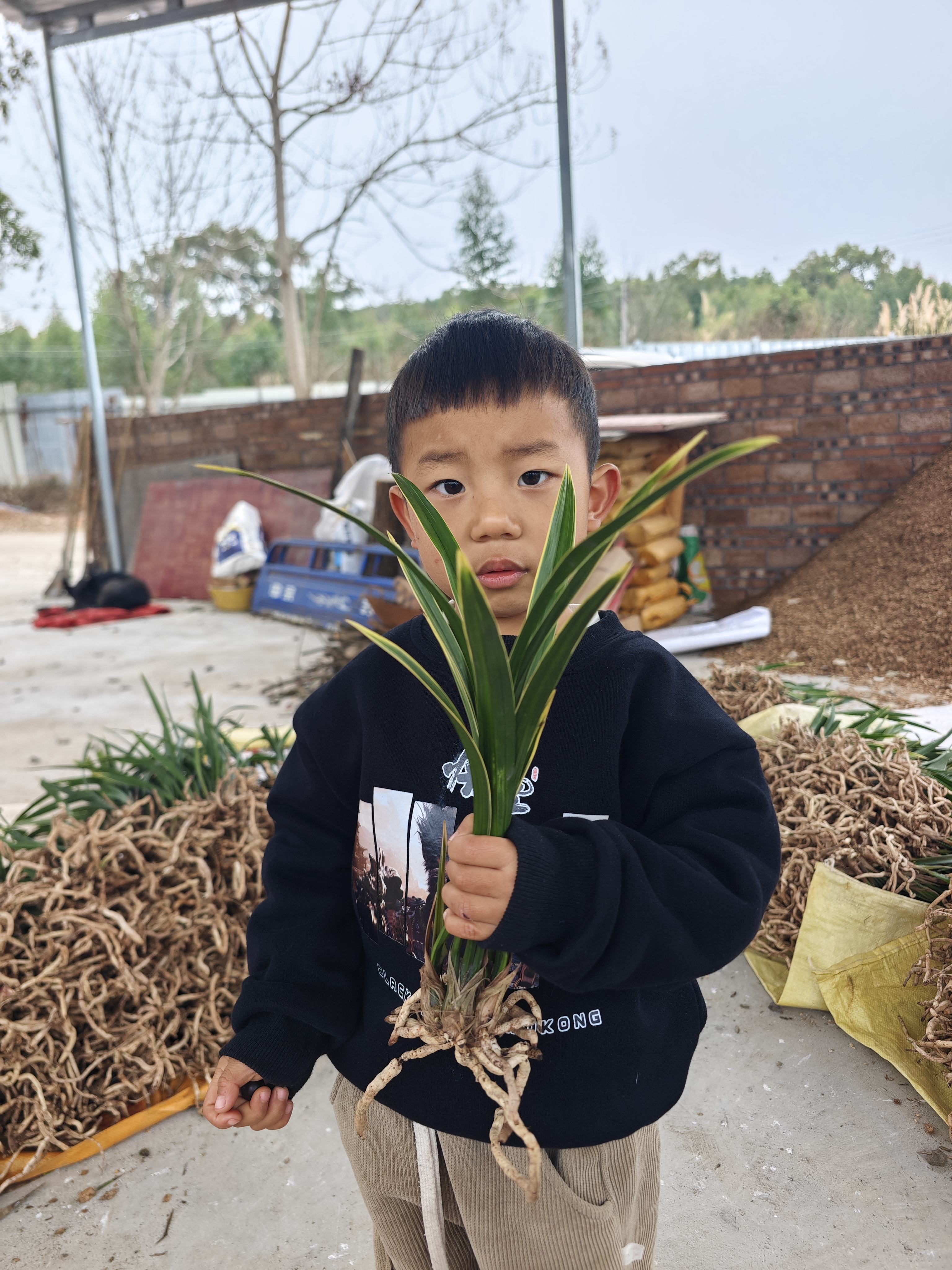 黄金彩虹三苗，裸根发货。
