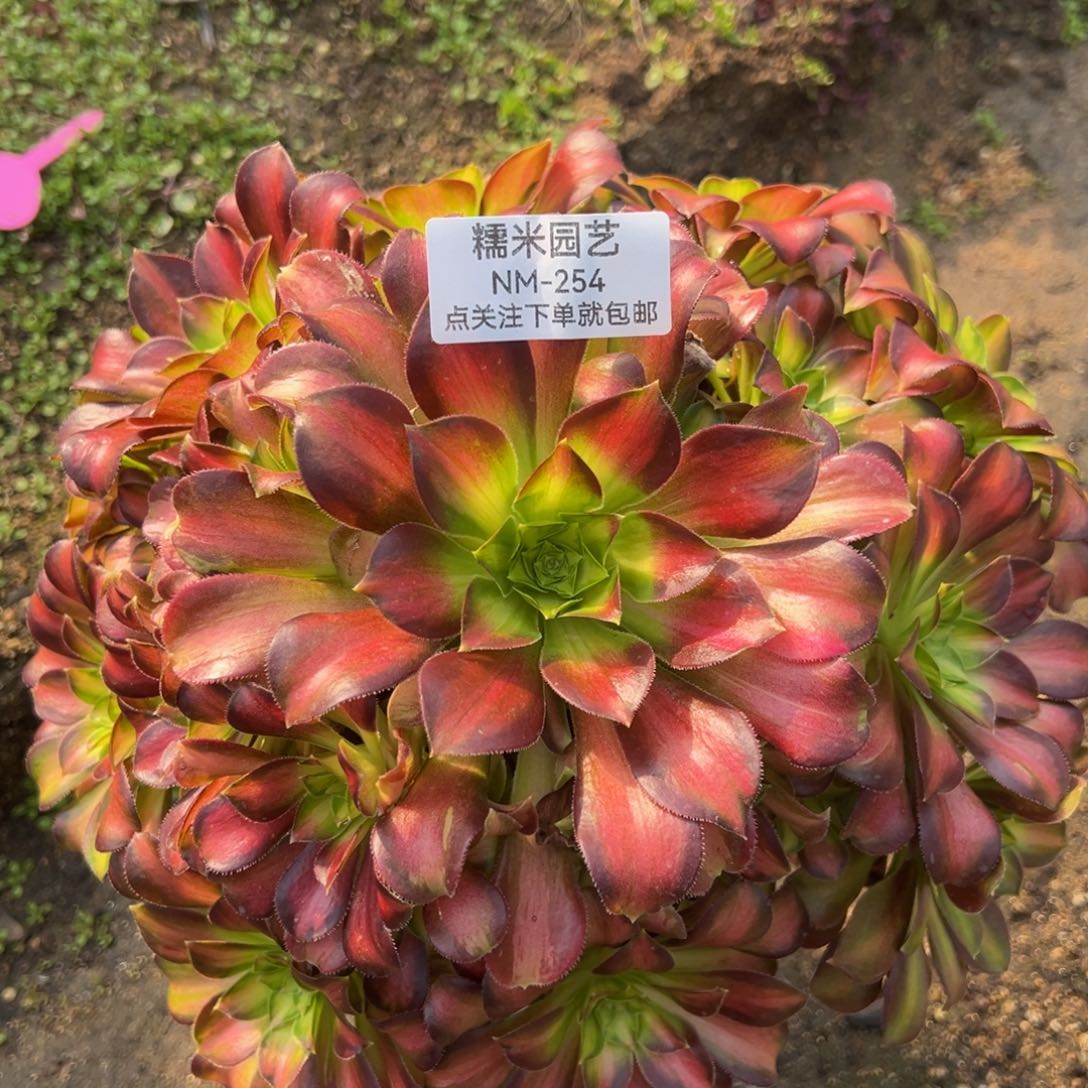 韶华多肉植物254