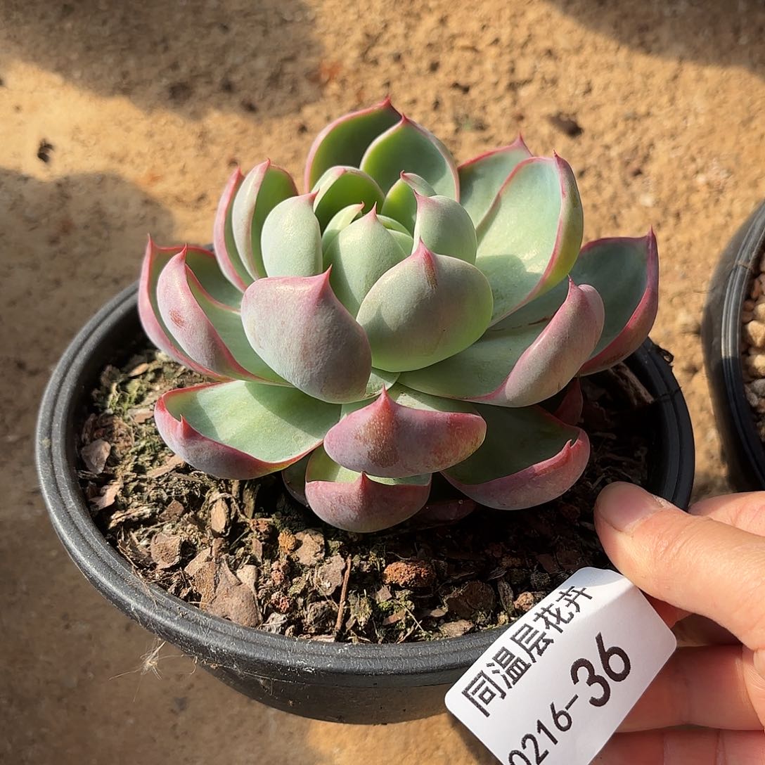 同温层多肉红灯36