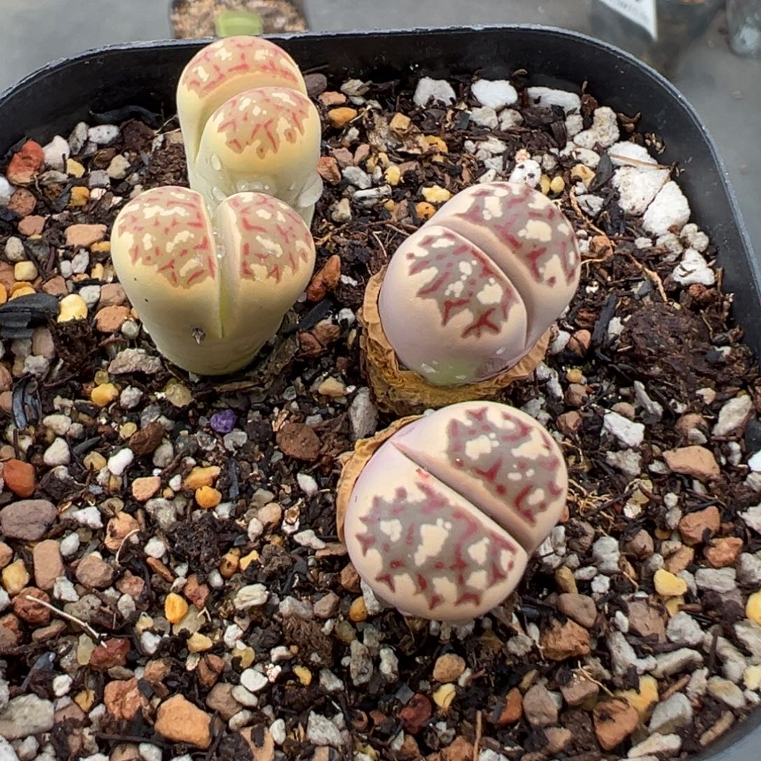 萍****9.27好看的多肉脱土发货946
