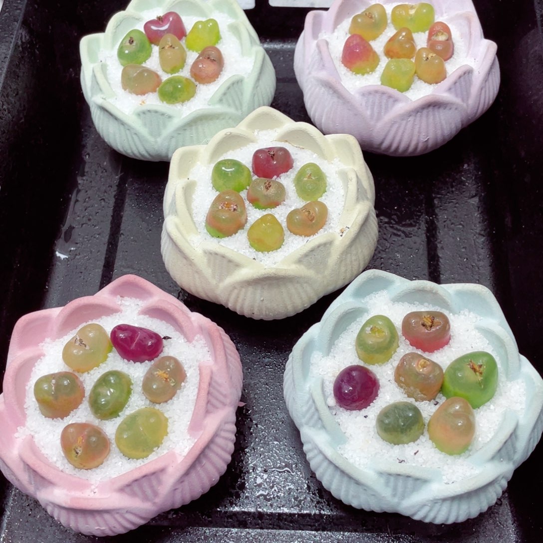 w55555莲花速干盆毛毛 一份一盆量拍