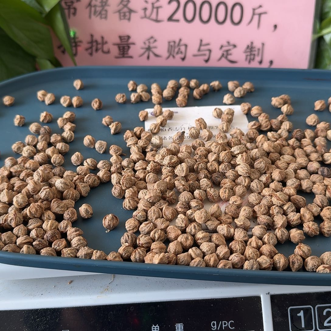柏香籽/百香籽吊坠8+120克H8601