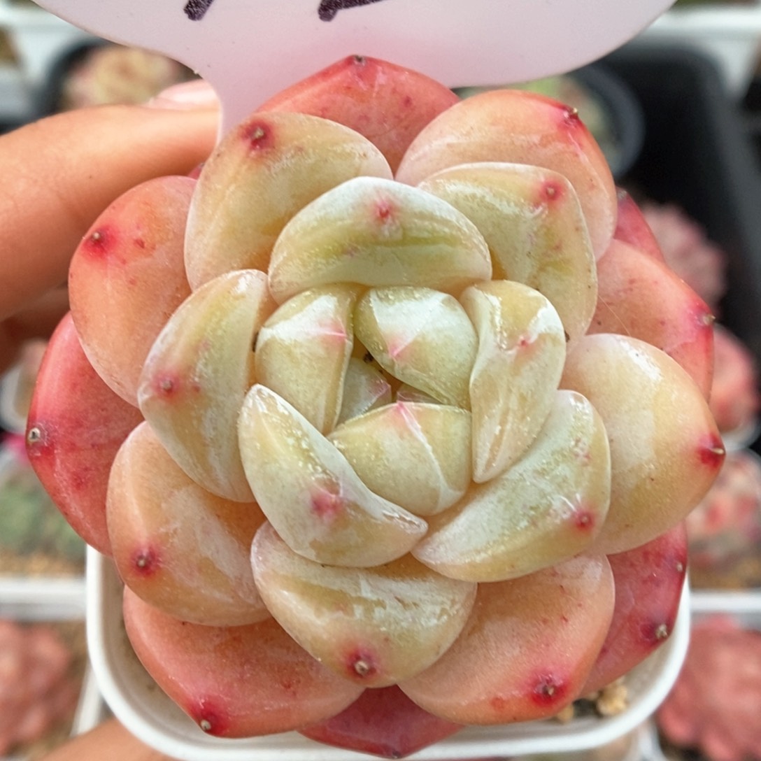 刚毅可拍773号。      