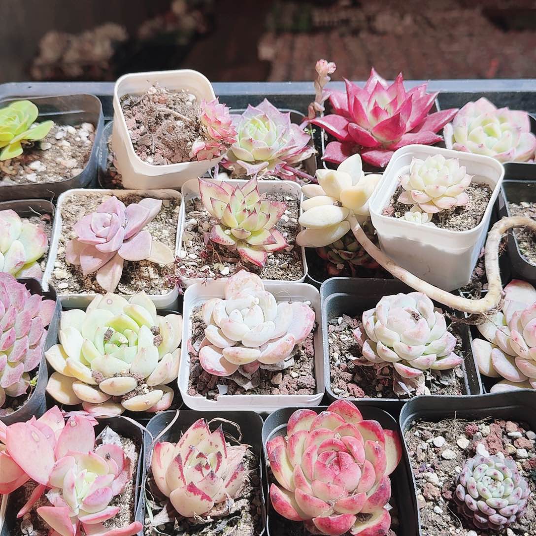 满20包邮零下拍保温箱25颗无售后