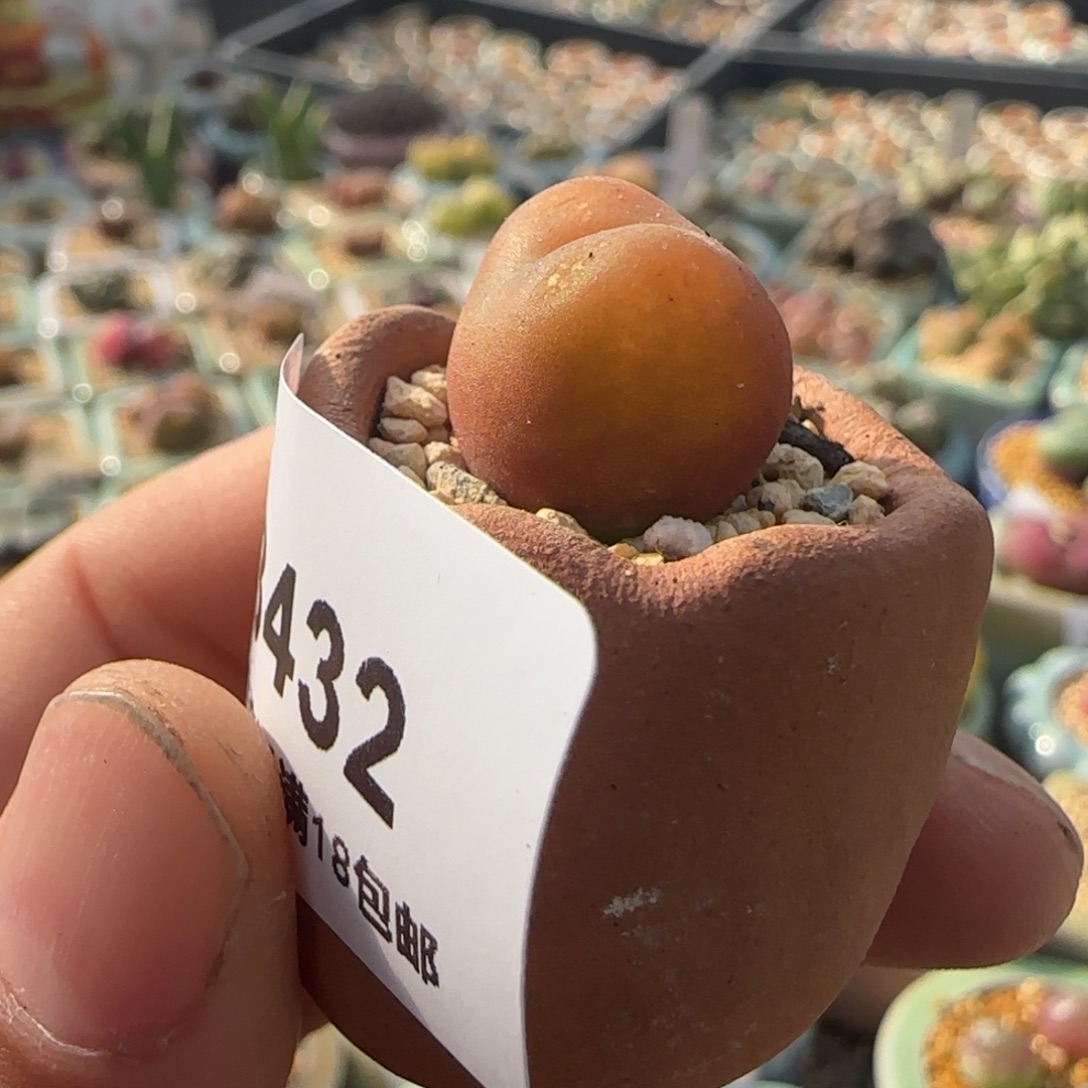 3432 -一物一拍 带盆 水蜜桃