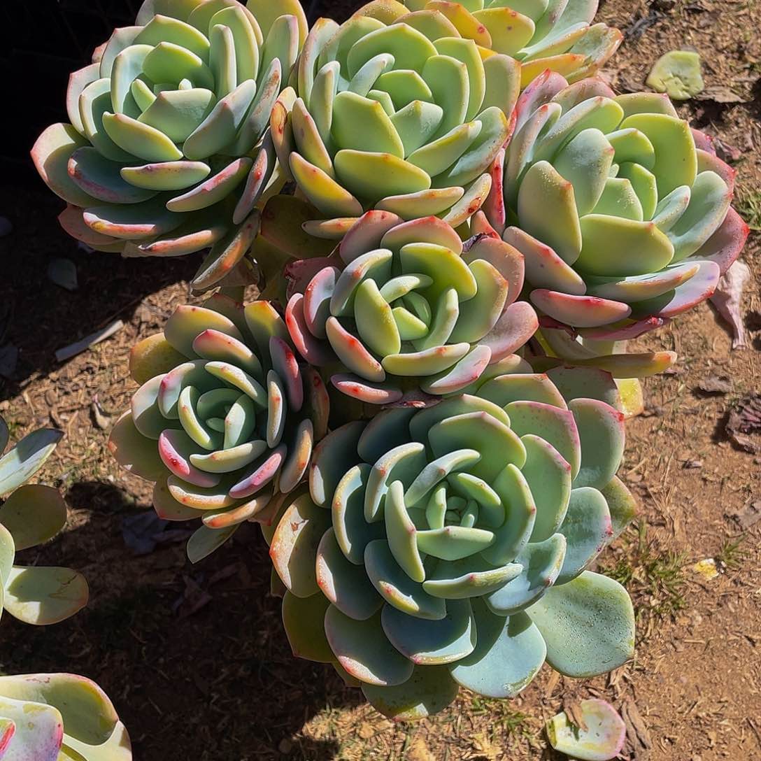 爱**?白月光多肉植物