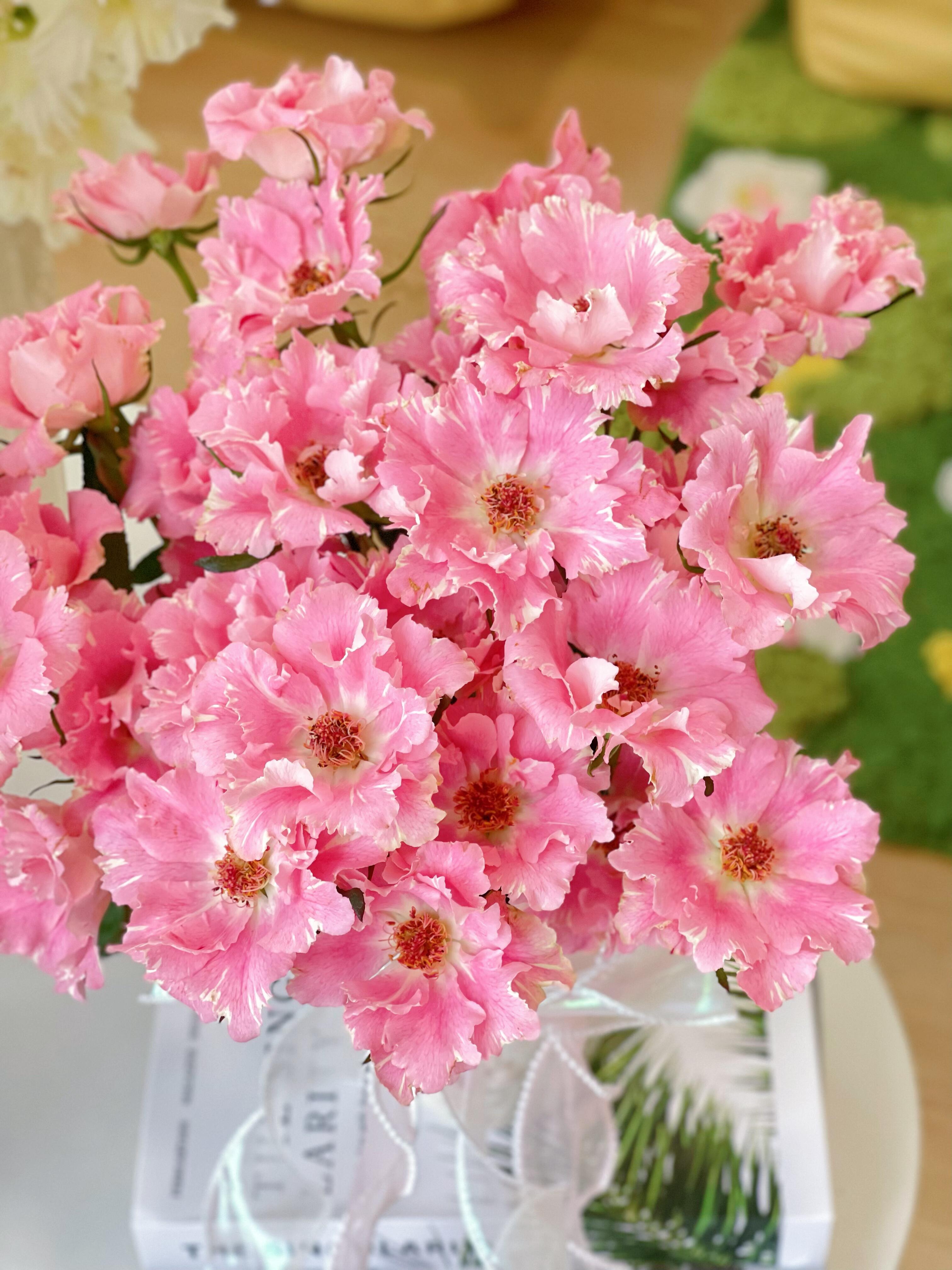 【稀有玫瑰】彼方-多头玫瑰