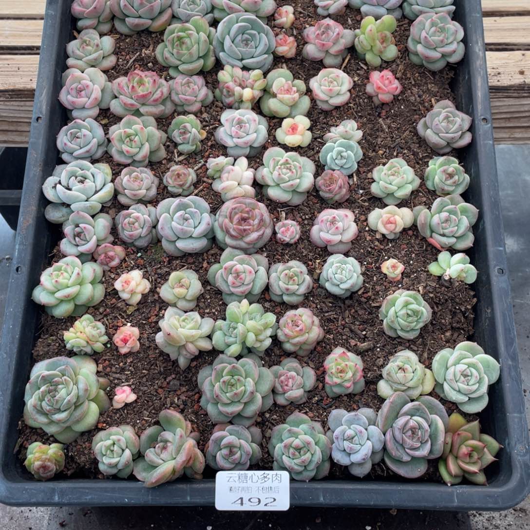 云糖心多肉植物492