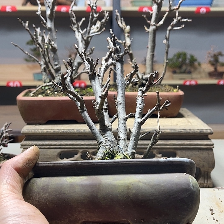 冰***咖无花朵原生绿宝石海棠盆景