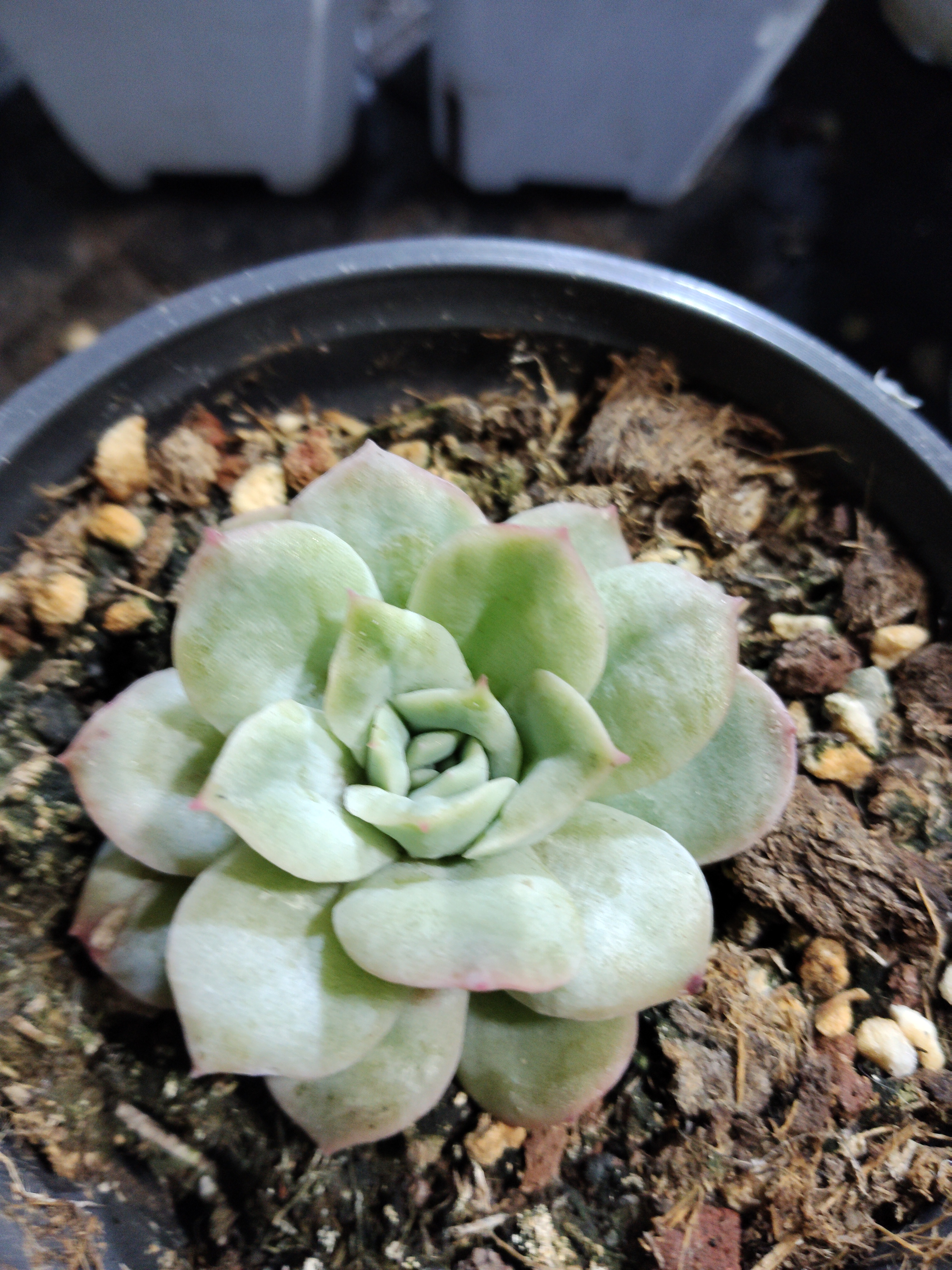 非偏远18包邮  一物一拍  10厘米盆 A181泡泡纱裙