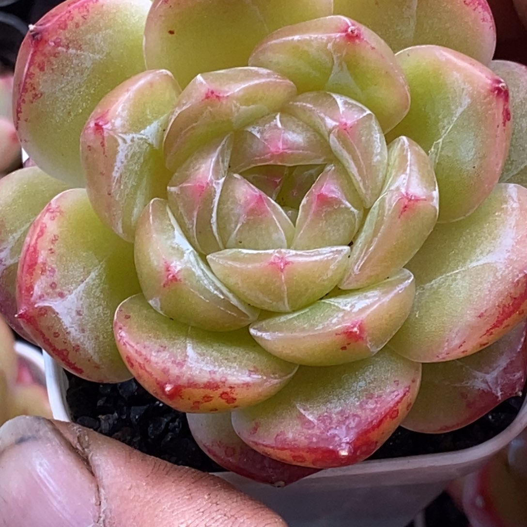 天官赐福百无禁忌