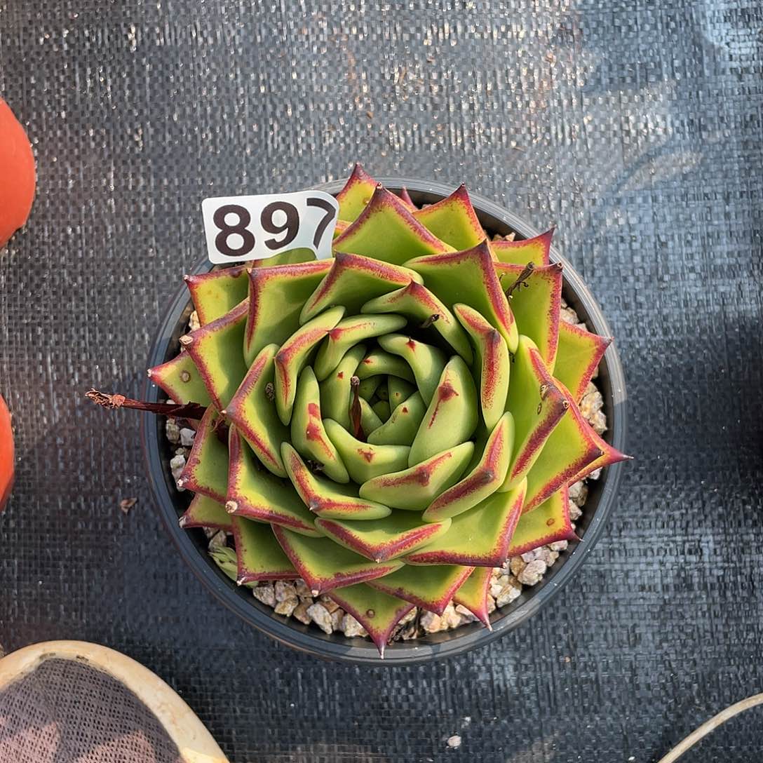 若如东云组拍897