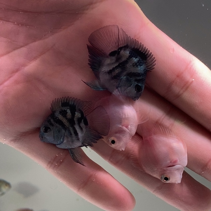 鹦鹉鱼微瑕胭脂粉宝蓝一组