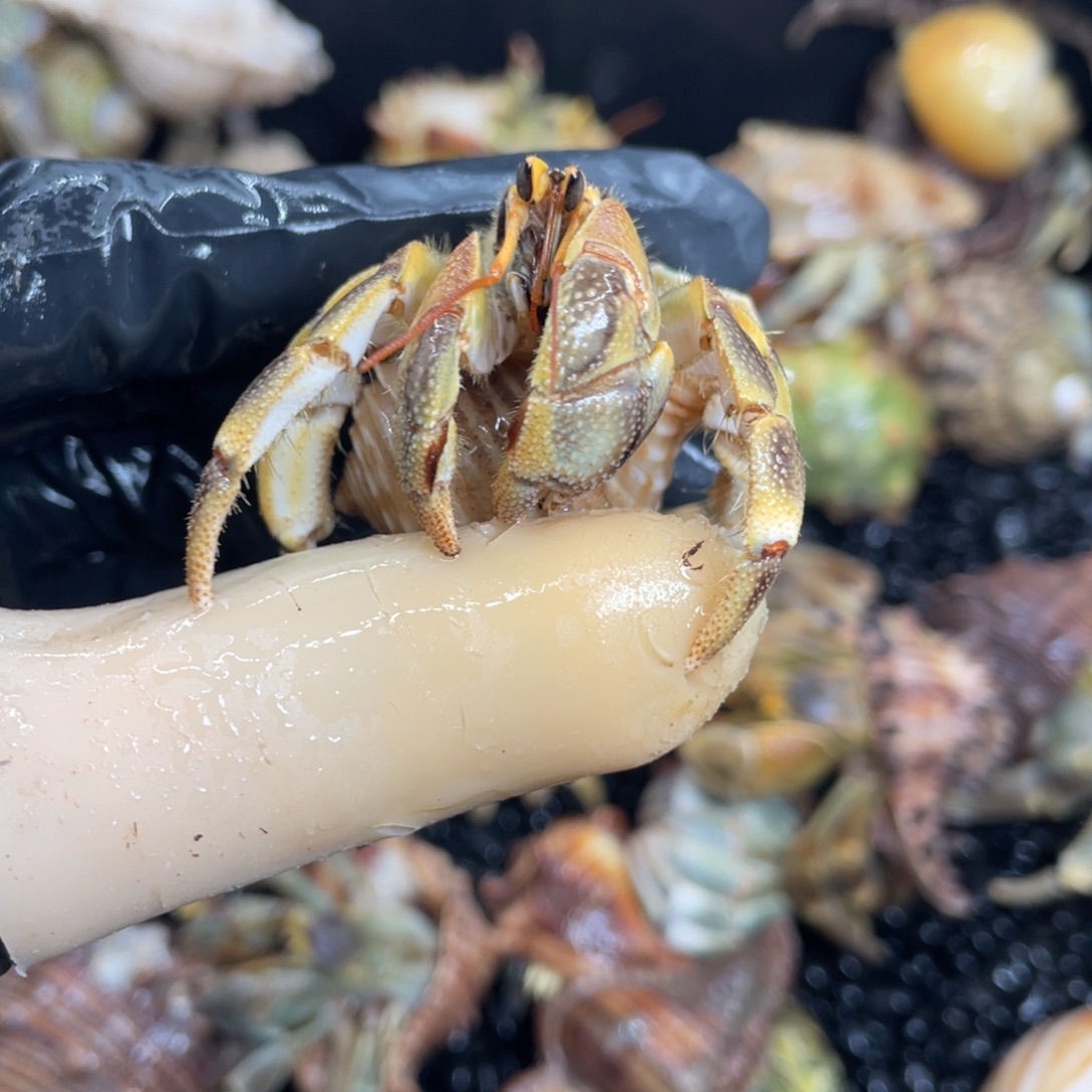 小蜜蜂虎纹2.4口 