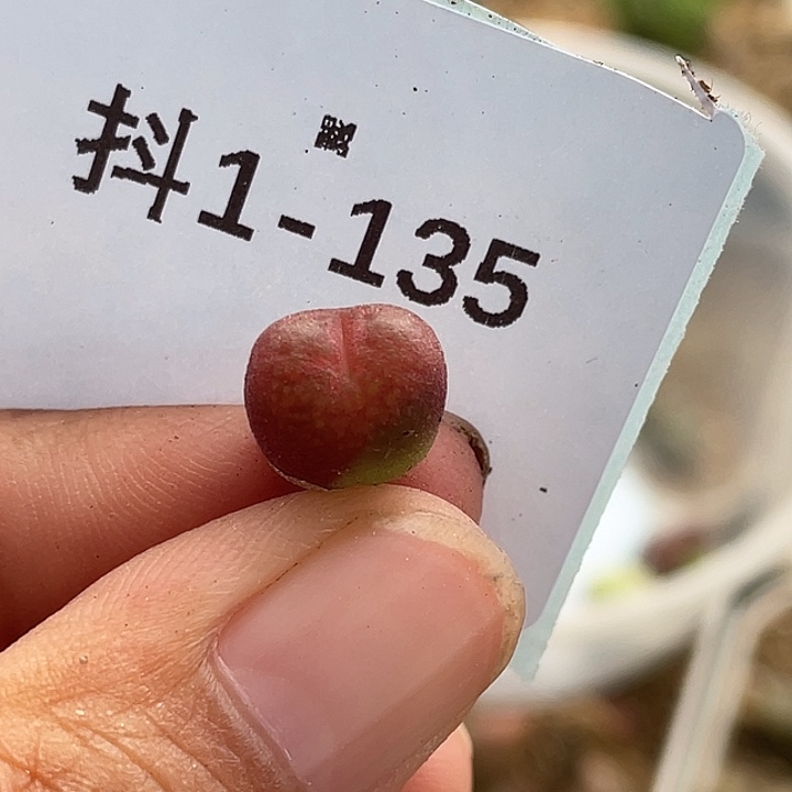 1-135吕毛多肉植物