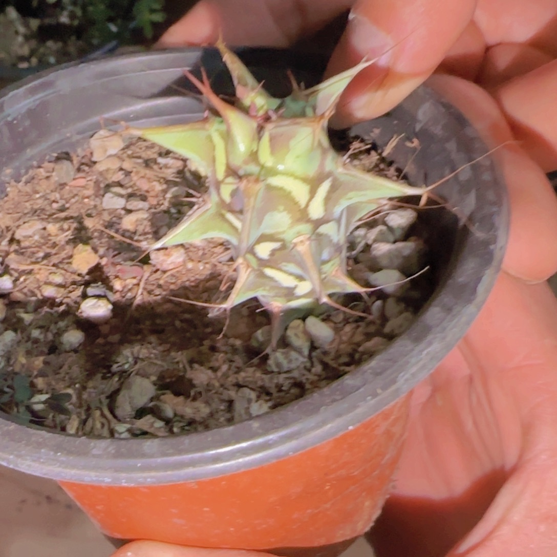 帝***释块根植物块根植物