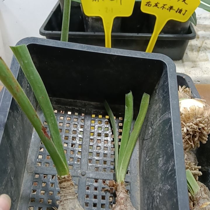 新***无花朵双绿3+发二个