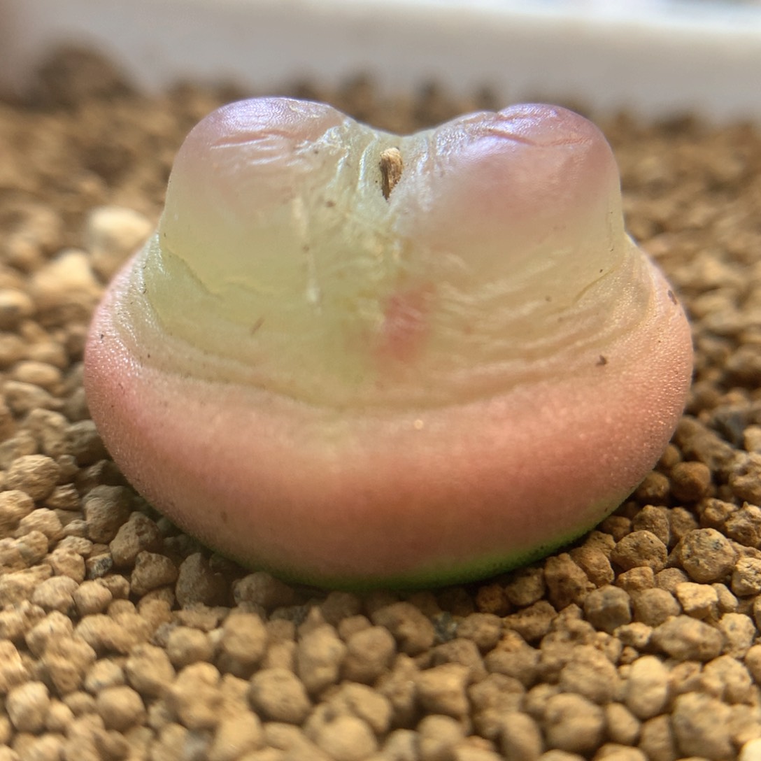 大尺寸拉登 肉锥植物