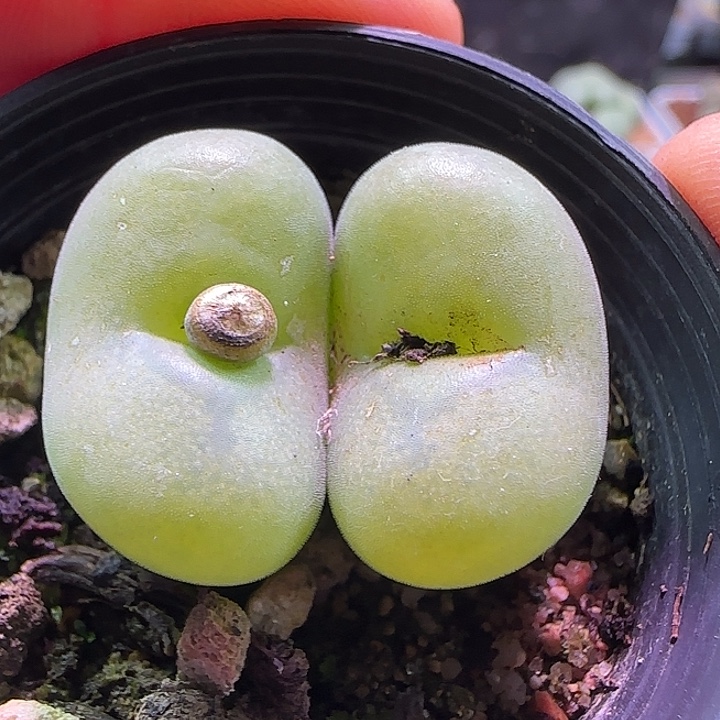 空卡。              63648