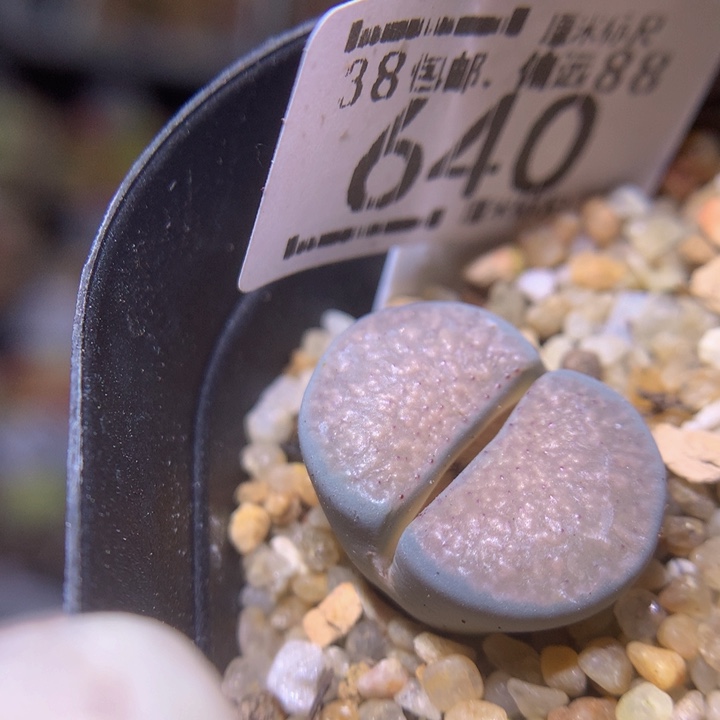 Sss精品生石花640