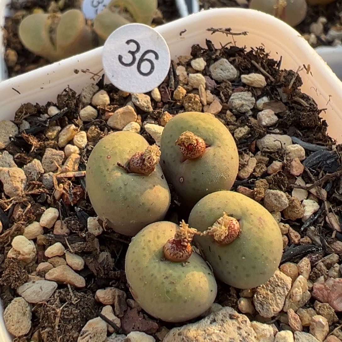 多肉植物1111111111111