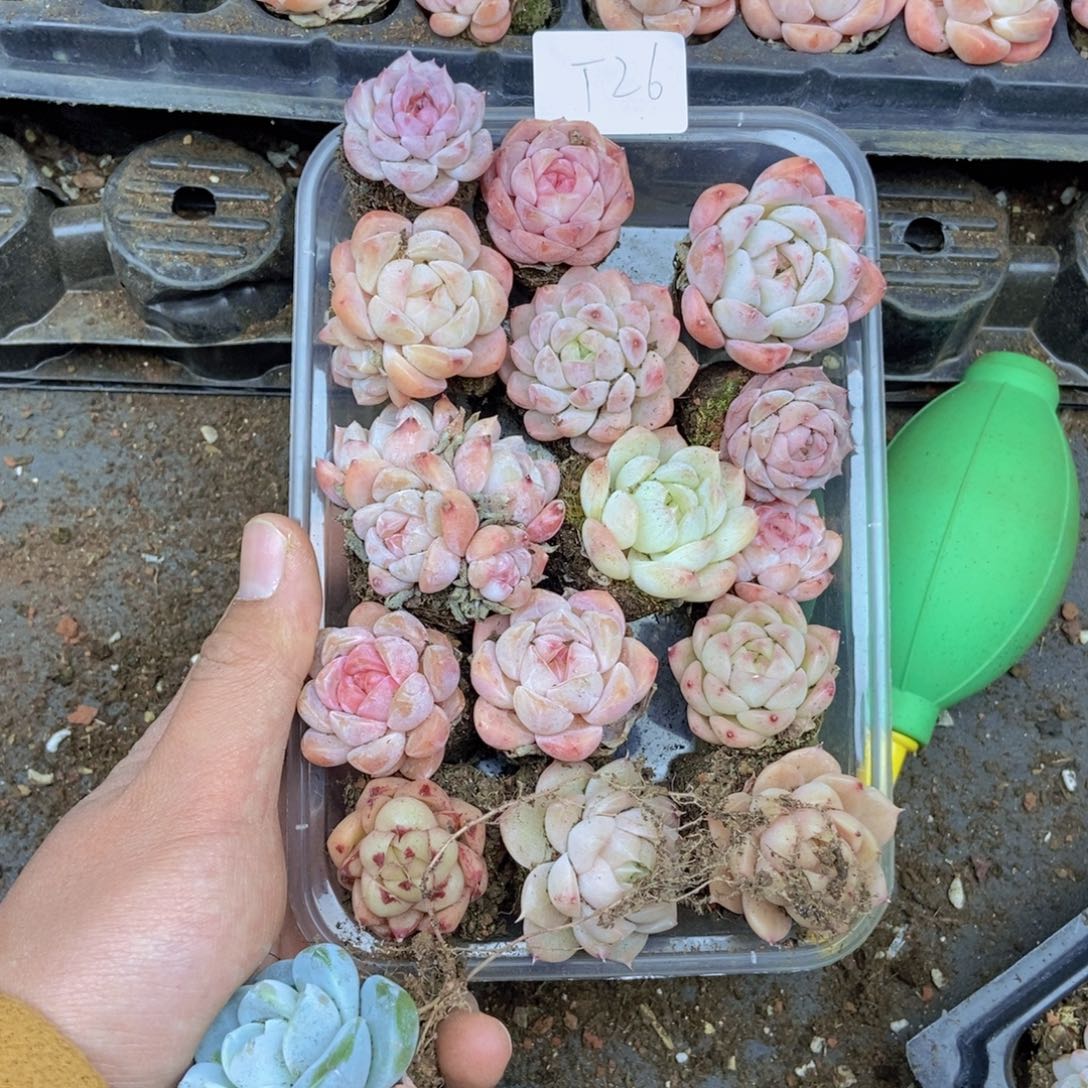 春泥家框拍链接T26