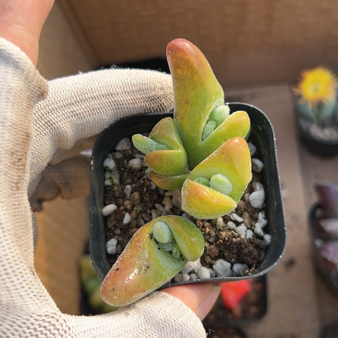 杜呃呃呃呃呃呃呃呃呃呃