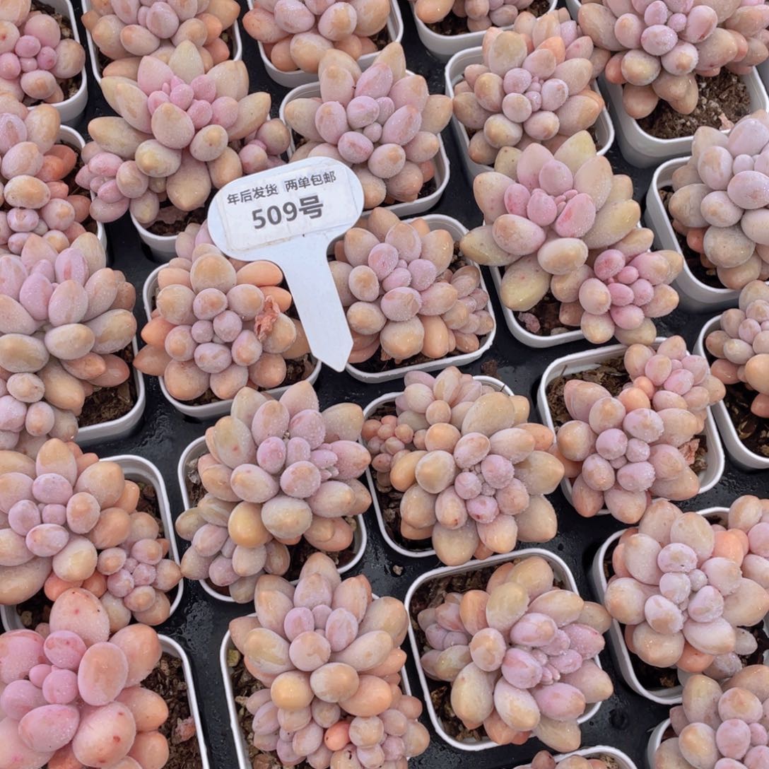 509号汤圆美人老桩双头起两个