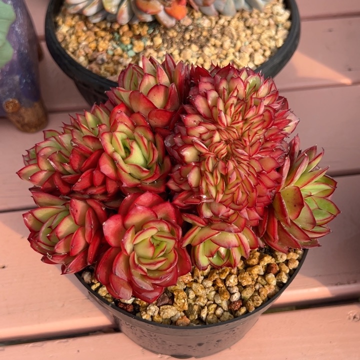 牡丹亭变异缀 16公分 不带盆