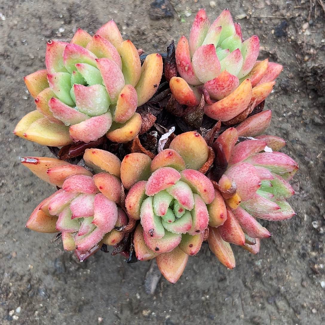 多肉植物多肉植物