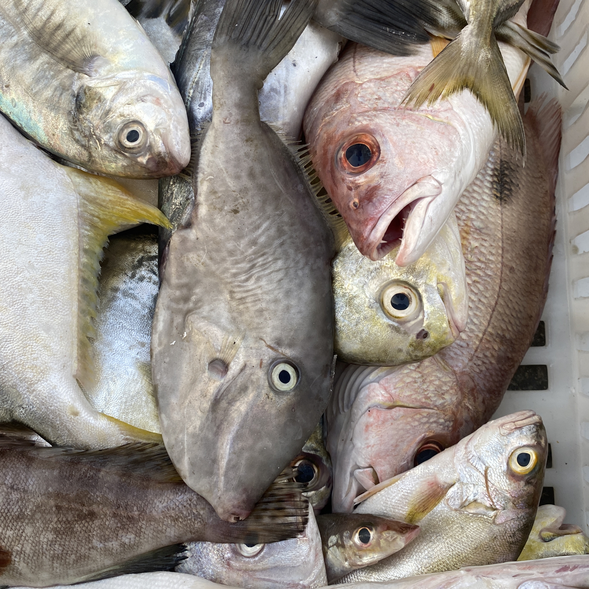 新鲜捕捞野生杂鱼