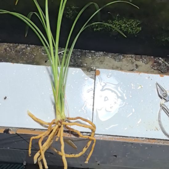 完全开放素雪兰三苗