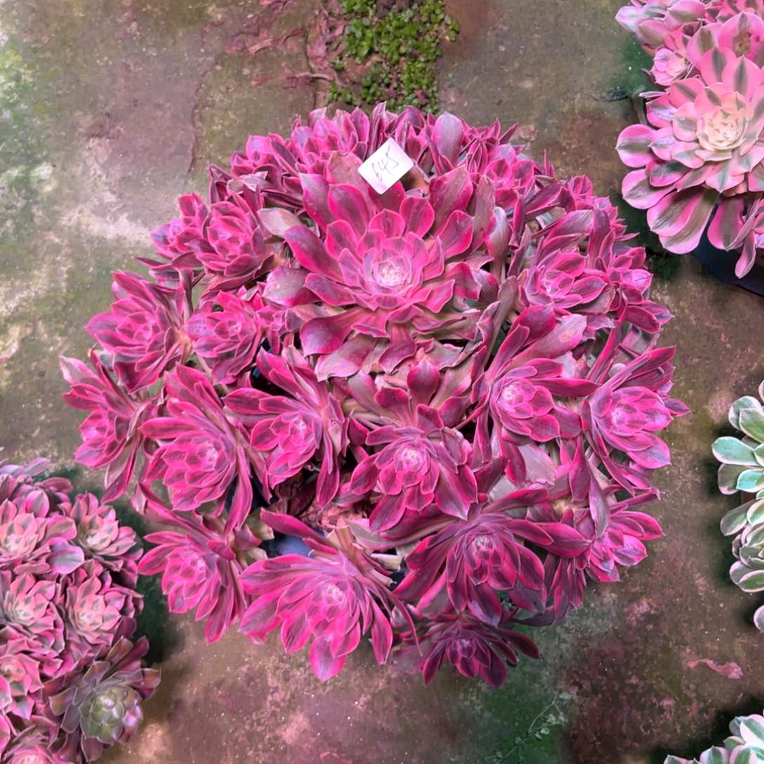 多肉植物浣纱654