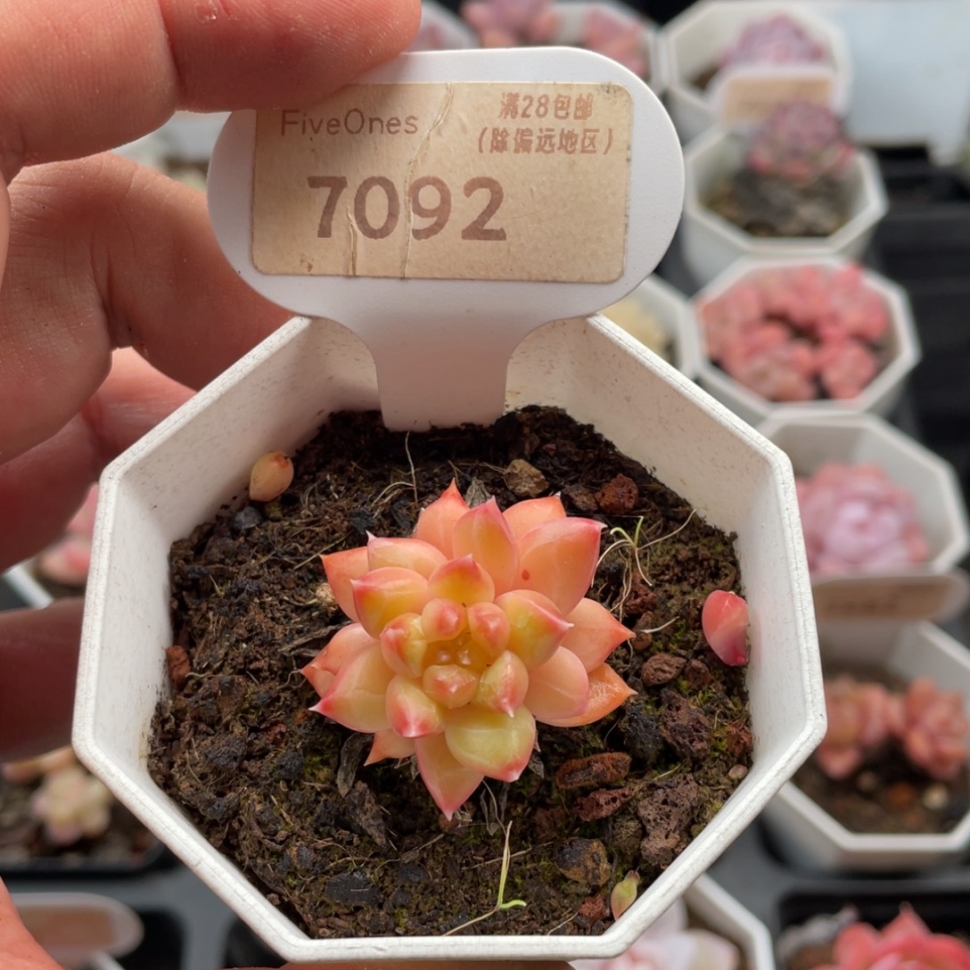 甲骨文7092-3.5厘米