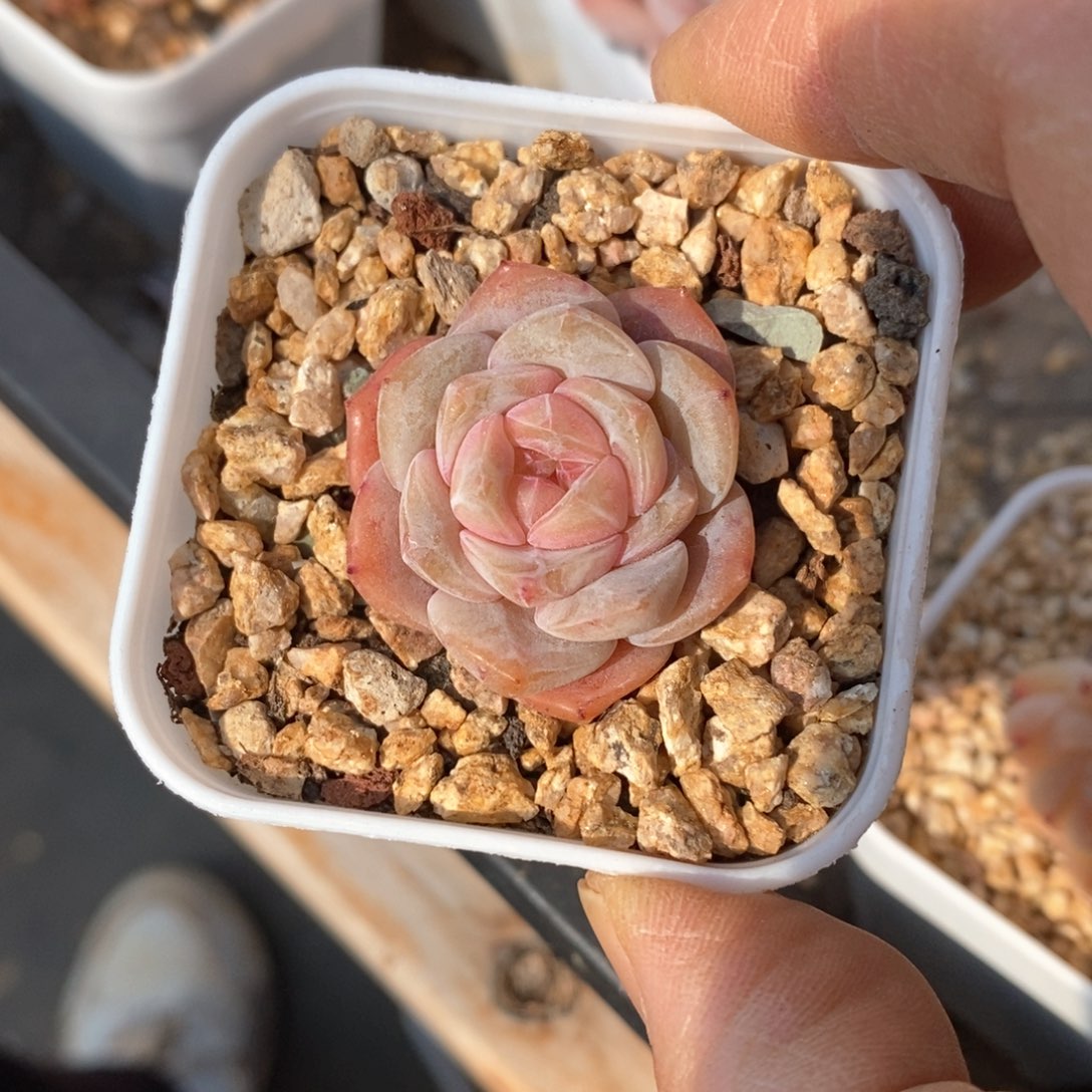 精品多肉一物一拍不包整41