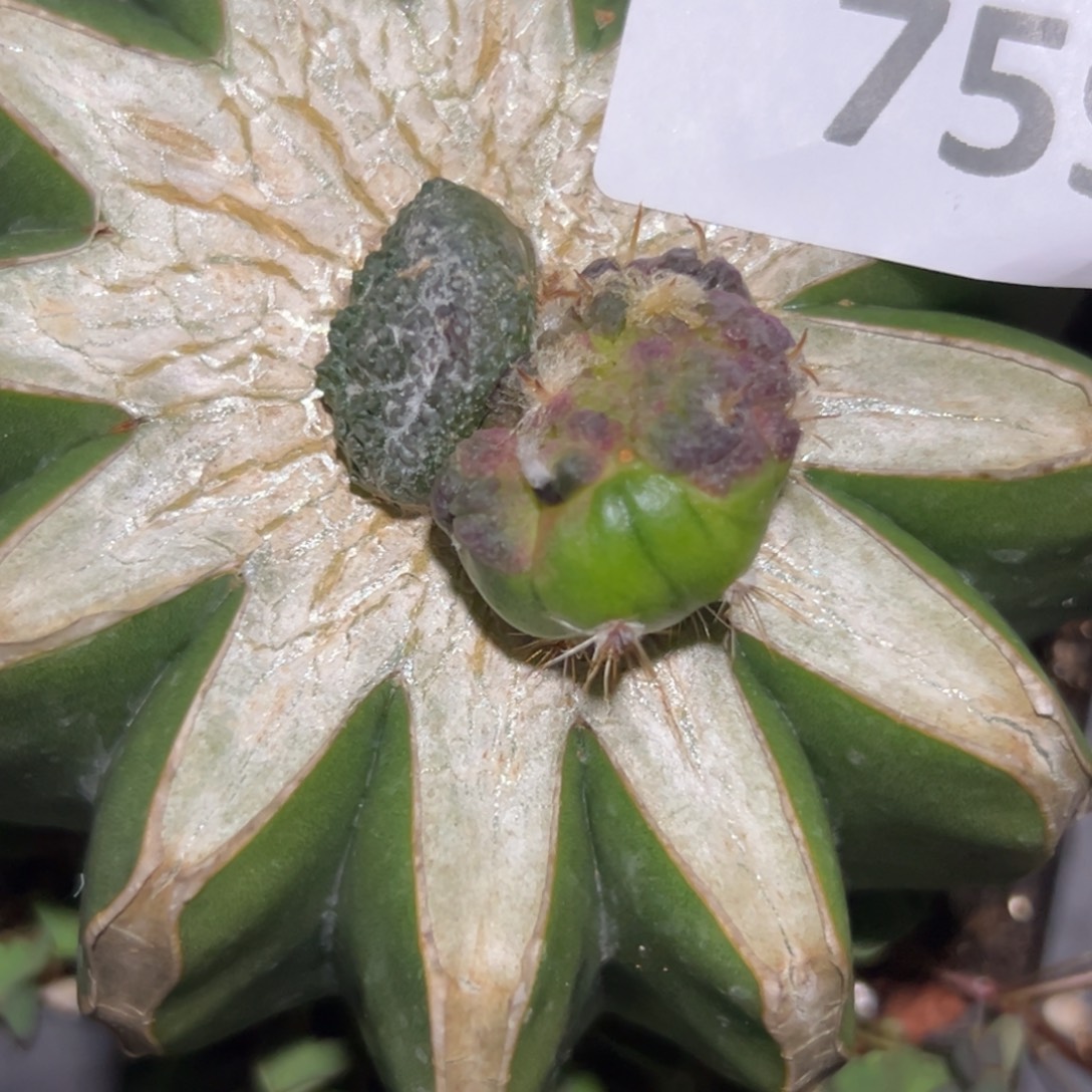 j***z759 仙人球的比赛将在