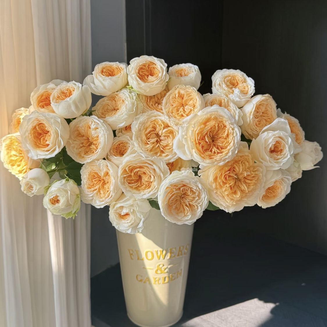 两单包邮！光辉玫瑰10只（20%不售后）