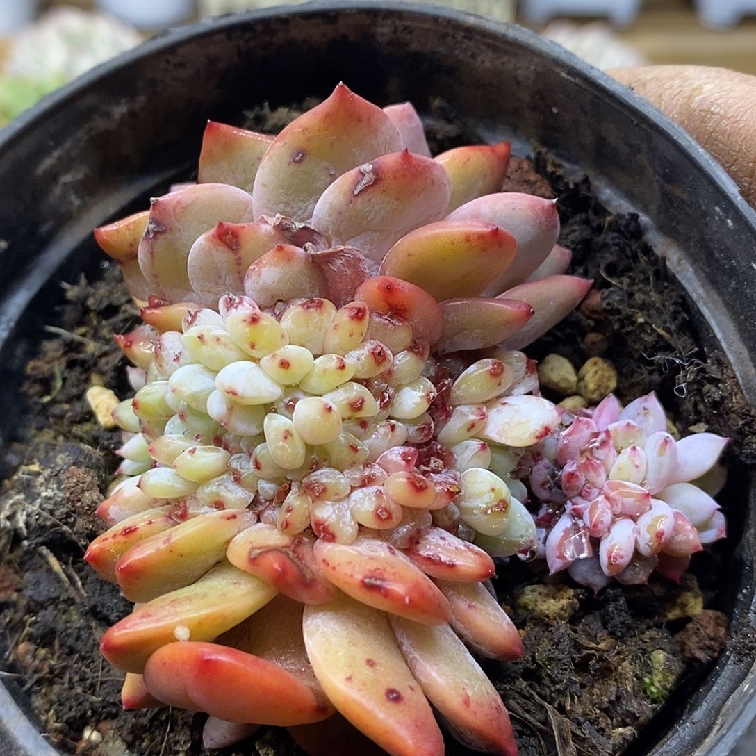 26101 星星橙缀化